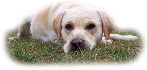 labrador